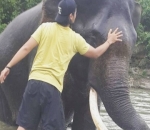  Akrab dengan Gajah