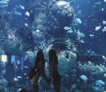 Jelajahi Aquarium di Marine Life Park