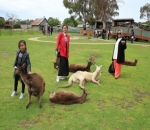 Keluarga Masayu Anastasia ke Penangkaran Kanguru