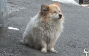 Anjing Ini Setia Menunggu Majikannya Selama 3 Tahun Apa Yang Didapat