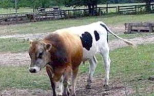 Fantastis 20+ Gambar Warna Sapi - Gani Gambar