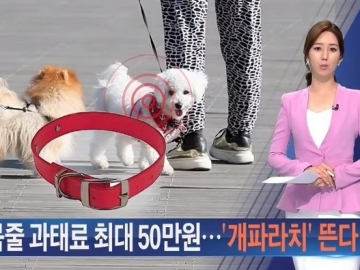 Kontroversi Insiden Anjing Siwon, Pemerintah Korea Perketat Peraturan Pemilik Anjing