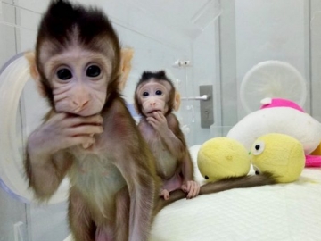 Ilmuwan dari Shanghai Sukses Mengkloning Dua Monyet Lucu Ini