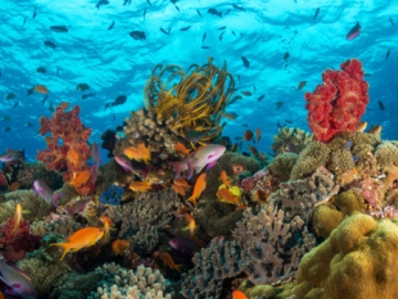 Unik Hingga Seram, Ini Penampakan 8 Hewan Laut yang Tampak Seperti Makhluk Luar Angkasa