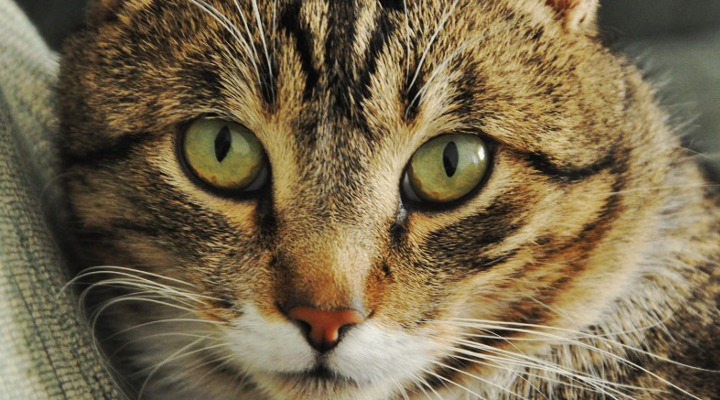 Mengapa Mata Kucing Terlihat Menyeramkan Ini Jawaban Mengapa Mata Kucing Terlihat Menyeramkan Ini Jawaban
