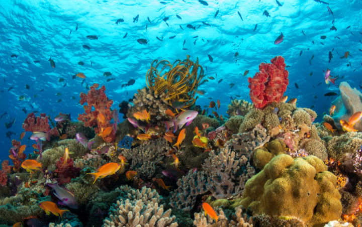Unik Hingga Seram Ini Penampakan 8 Hewan Laut Yang Tampak Seperti