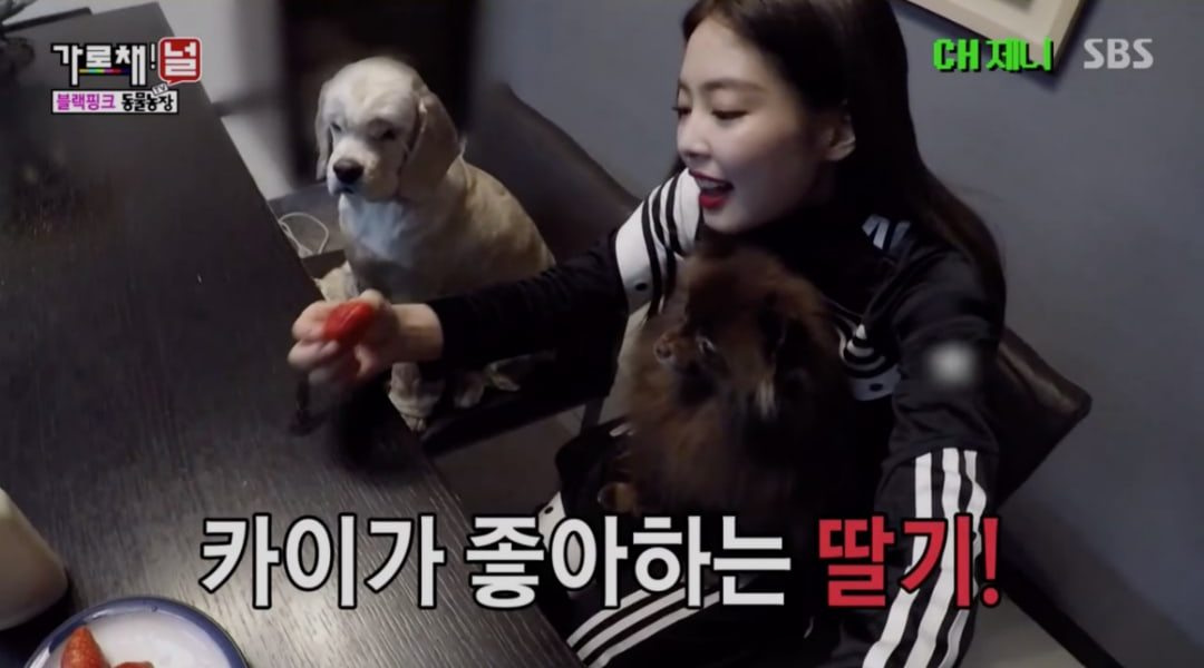 Imut Banget Lucunya Binatang Peliharaan Para Member Black Imut Banget Lucunya Binatang Peliharaan Para Member Black