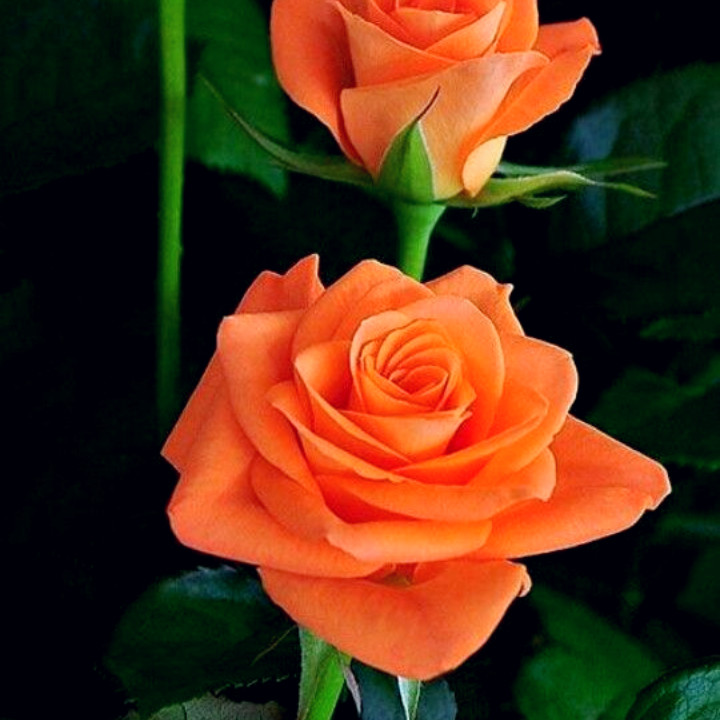 Jangan Sembarang Pilih 8 Makna Bunga Mawar Ini Patut Diketahui Sebelum Dijadikan Kado