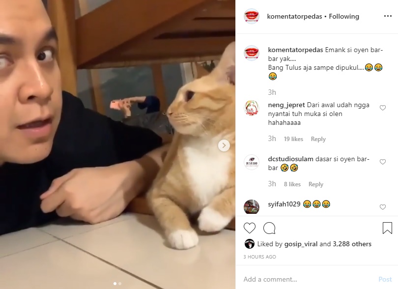 Cuma Niat Ambil Gambar Bareng, Video Tulus Kaget Dipukul Kucing Bikin Ngakak Maksimal